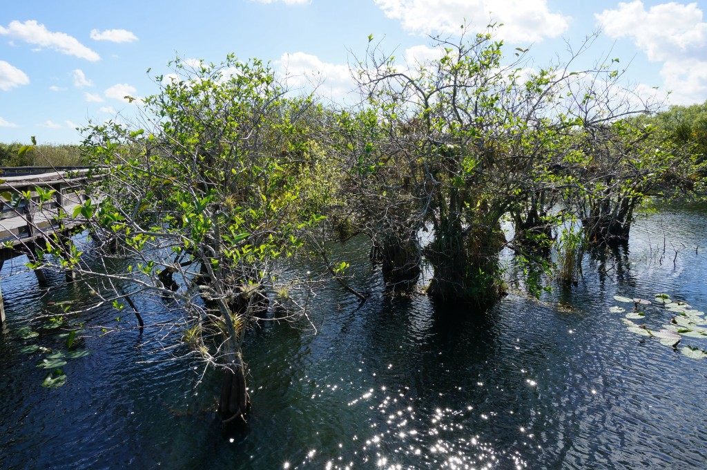 Everglades Floride