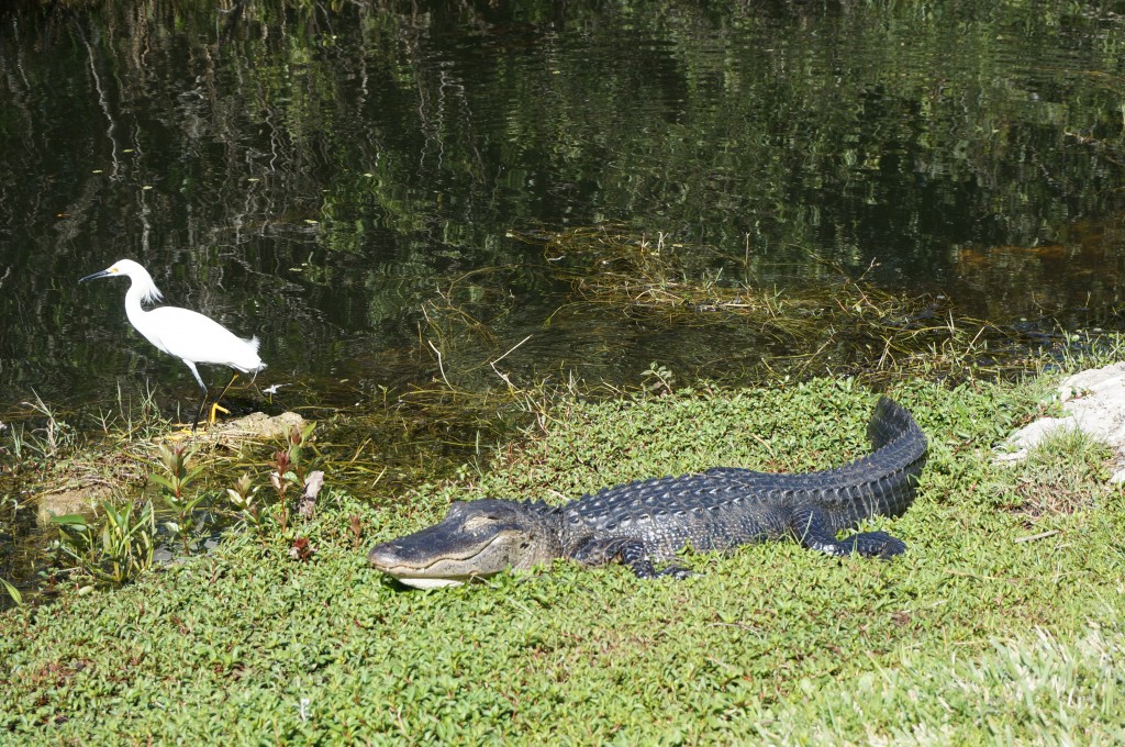 Everglades Floride