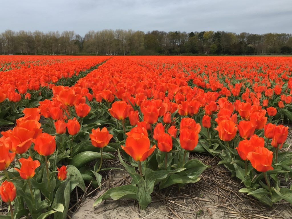 Champs de tulipes en Hollande
