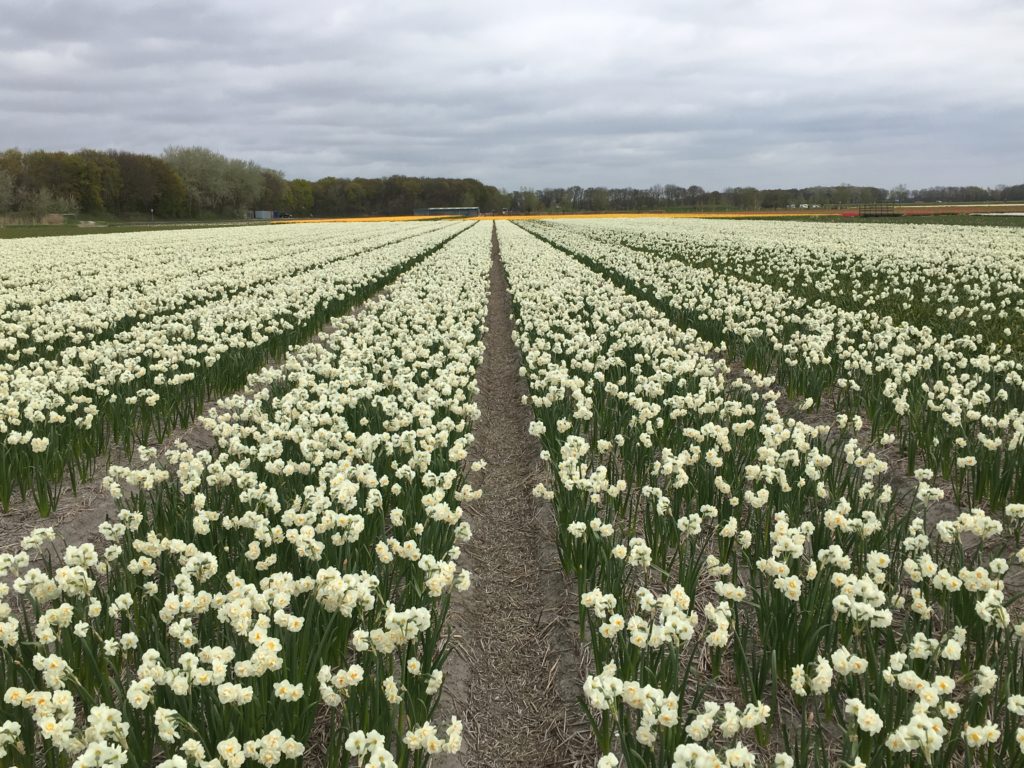 Champs de tulipes en Hollande